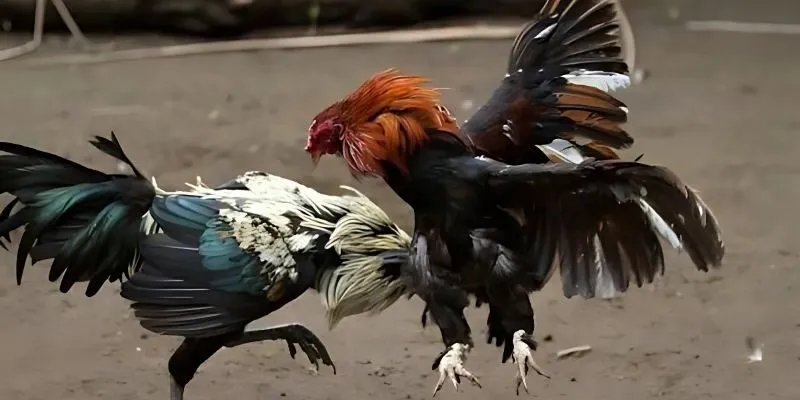 Hình thức thuận tiện nhất cho hội viên tại đá gà May88 Hình thức thuận tiện nhất cho hội viên tại đá gà May88