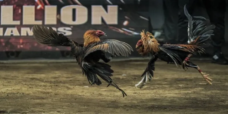 Cách chơi đá gà online với các lựa chọn cược rõ ràng