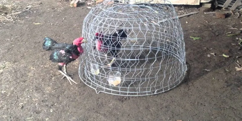 Cách nuôi gà đá chân mạnh thông qua bài tập chạy lồng