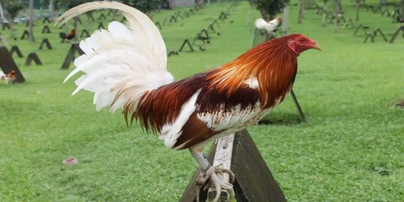 Giải thích nhanh về dòng gà đá chân mạnh